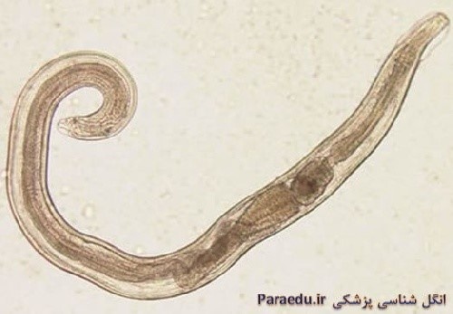 دانلود تصاویر با کیفیت میکروسکوپی انگل شناسی نماتود ها (کرم گرد) دامپزشکی